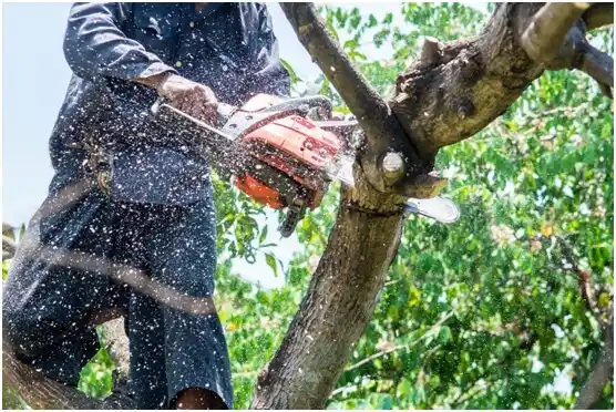 tree services New Holstein